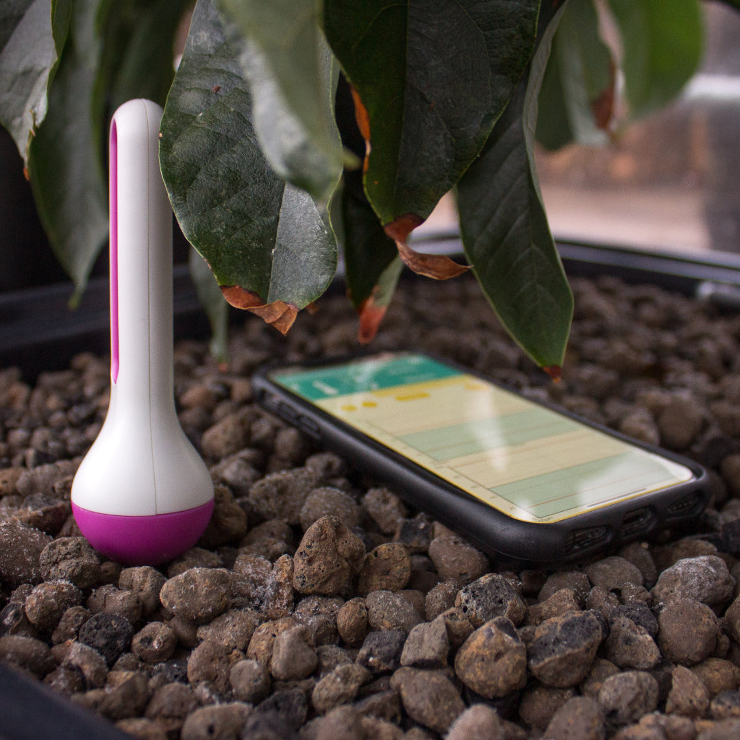 Air Comfort Purple - Temperature & Humidity sensor