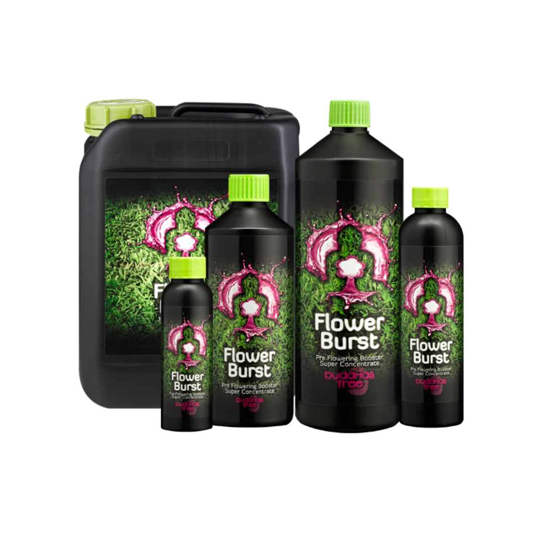 Buddhas Tree Flower Burst 5L Go Green Hydro